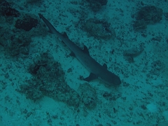 Velidhu - 2013_03_11 - IMG_0449rf_Requin corail ou Aileron blanc du lagon - Triaenodon obesus_Gangehi kandu_Plongee 